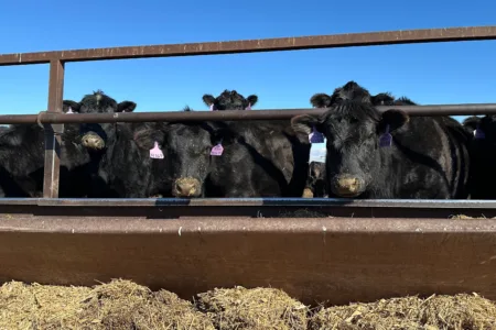Trump announces plan to lower beef prices by allowing more imports